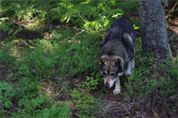 Ark Full Blood Jamthund Male