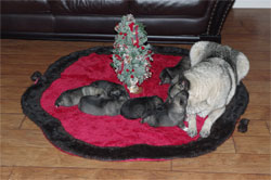 GAEDA and 3 Grandsons, 3 Granddaughters of Mia