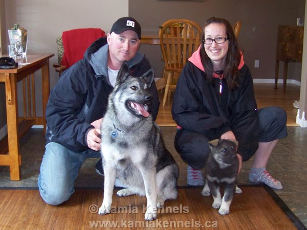 Swedish Elkhound Female