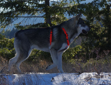 Ark has two new litters