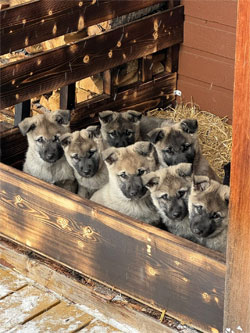 Norwegian Elkhound Puppies