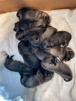 Rita Norwegian Elkhound with Puppies