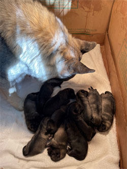 Rita Norwegian Elkhound with Puppies