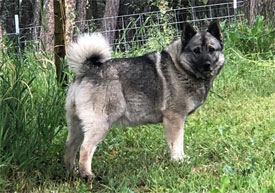 Rita Female Elkhound