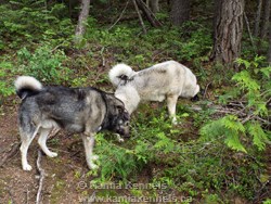 Elkhound Male and Female
