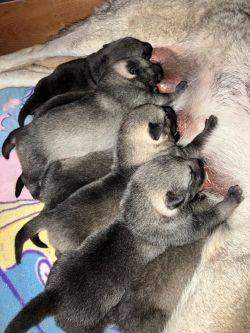 Jamthund Pups Nursing at Kamia Kennels