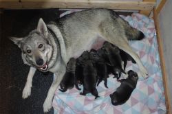 Jamthund Pups at Kamia Kennels