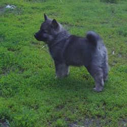 Norwegian Elkhound Male Pup at Kamia Kennels