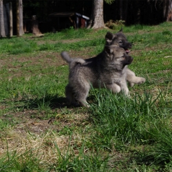 Norwegian Elkhound Pups at Kamia Kennels