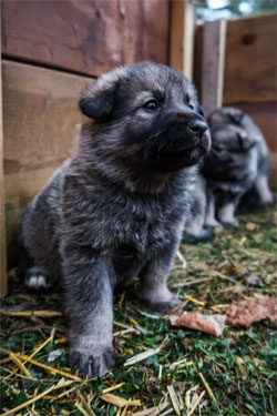 Norwegian Elkhound Pup at Kamia Kennels