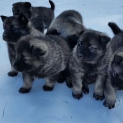 Norwegian Elkhound Puppies at Kamia Kennels