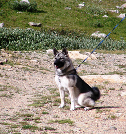 Norwegian Elkhound Female Kaia
